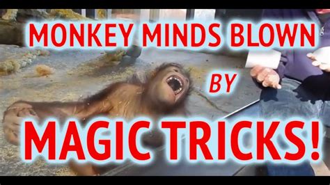 Mischievous Monkey Can't Handle Magic Trick, Burst Into Laughter